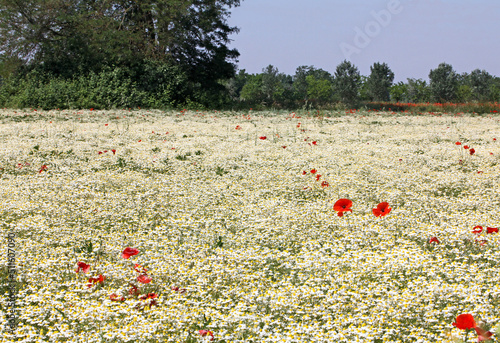 un campo di soia completamente invaso dalla camomilla photo