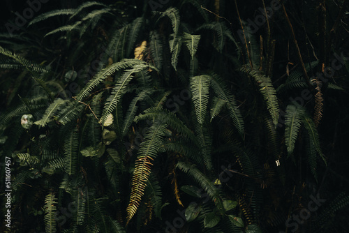 Dark fern foliage in the temperate rainforest
