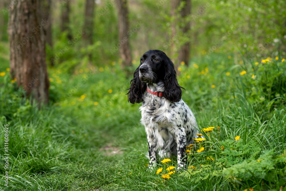 Charming Russian Spaniel sitting in the grass in the forest. Hunting dog. A walk with a dog.