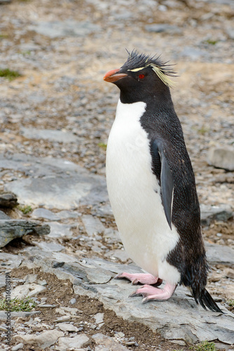Cute Rockhopper Penguin standing tall. Bleaker Island of the Falkland Islands,