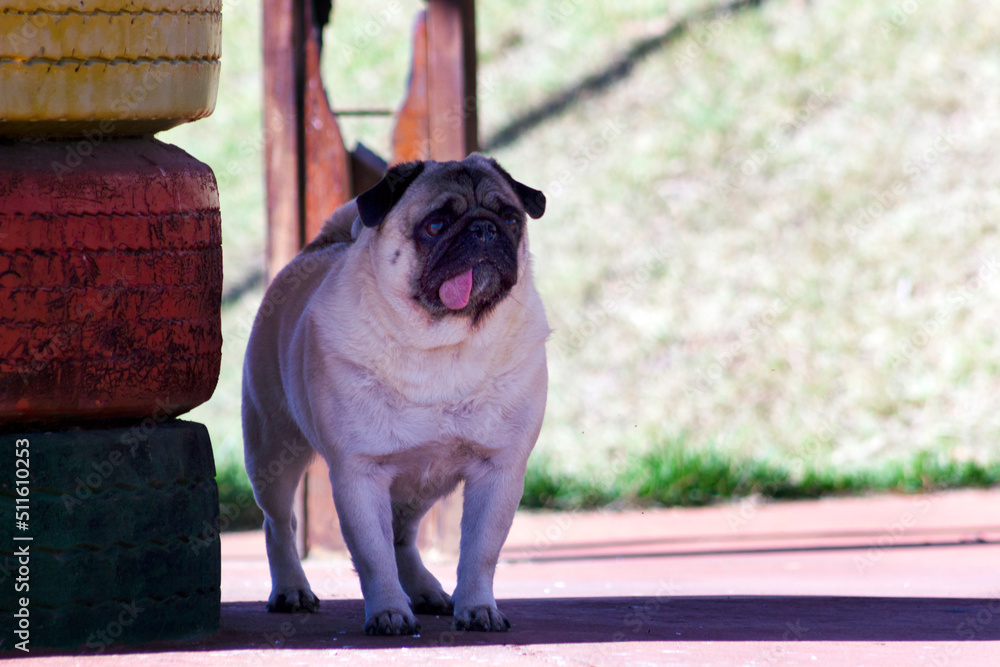 Pug dog with tongue out standing looking intently in the park.