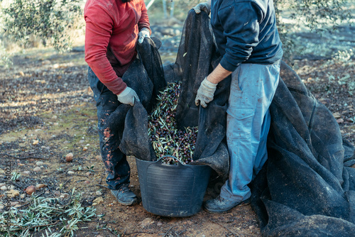 two unrecognizable workers pour the olives contained in a net