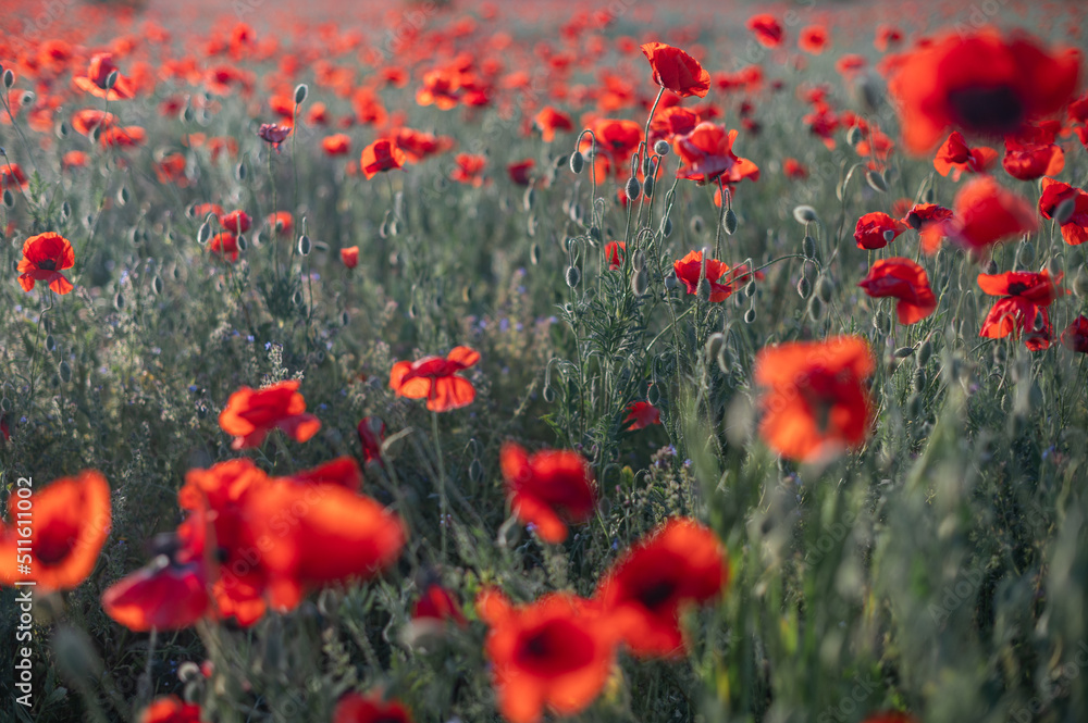 Fototapeta premium Red poppies close-up on an endless field with beautiful sunlight
