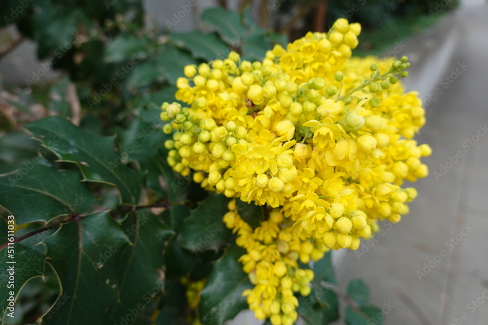 Oregon grape is a plant that used for scaly, itchy skin (psoriasis