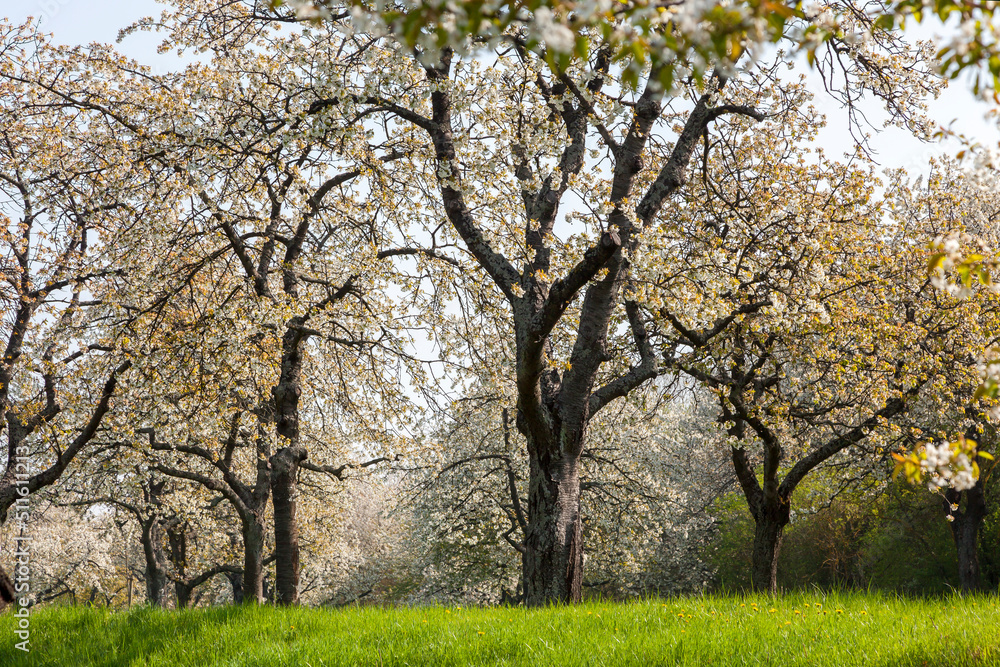 Blühende Kirschbäume (Prunus avium), Pfalz