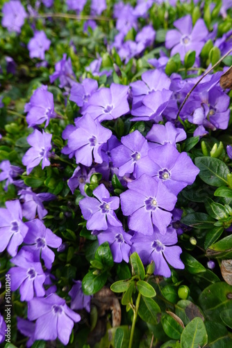 Vinca minor is a trailing subshrub, spreading along the ground and rooting along the stems to form large clonal colonies and occasionally scrambling up to 16 in high but never twining or climbing.