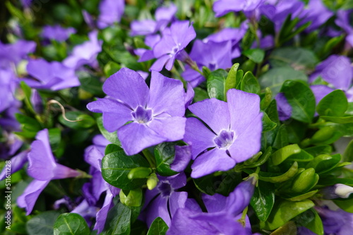 Vinca minor. Common Name(s): Bowles, Bowles Periwinkle, Common Periwinkle, Dwarf Periwinkle, Lesser Periwinkle, Periwinkle, Running Myrtle, Vinca. photo