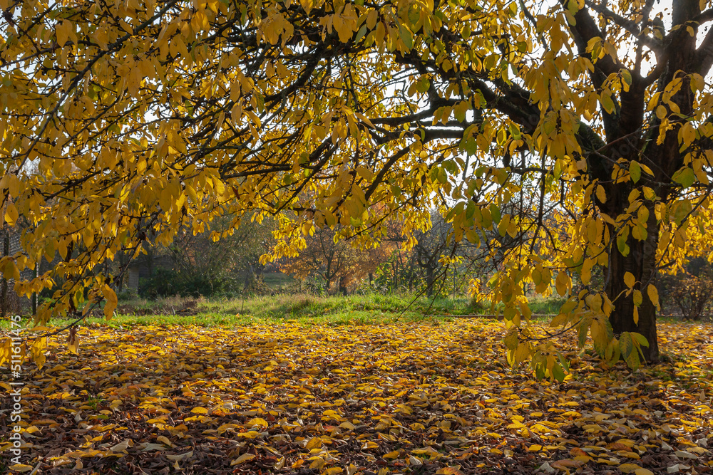 Alter Kirschbaum im Herbst