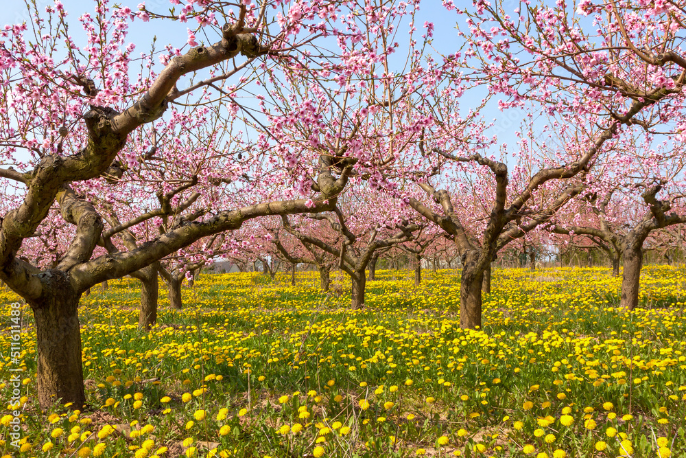 Blühende Pfirsichbäume (Prunus persica), Südpfalz