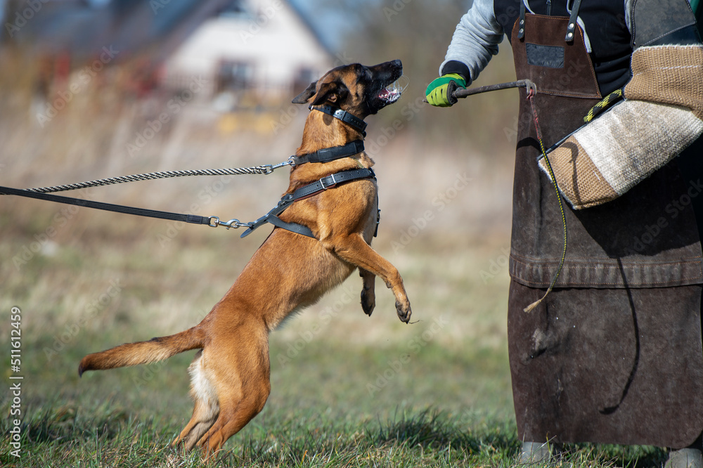 Young belgian shepherd malinois dog aggressively barking at the dog trainer