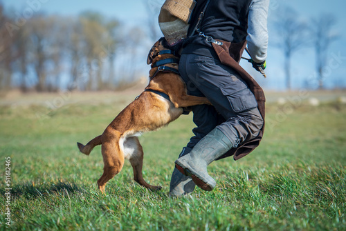 Young belgian shepherd malinois dog on the defence and bite work training