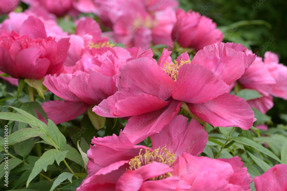 The tree peony blooming flowers. The tree peony blooming flowers.