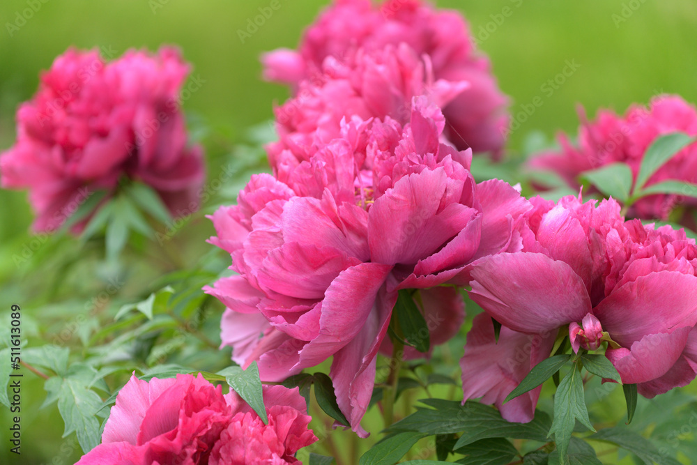 The tree peony blooming flowers. The tree peony blooming flowers.