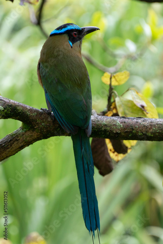 El momoto serrano3​ (Momotus aequatorialis), también denominado momoto corona azul, burgo montañés, barranquero, soledad o barranquillo de montaña (en Colombia) o relojero montañés (en Perú),4​ es una © hernan ceballos duqu