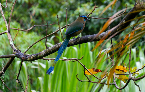 El momoto serrano3​ (Momotus aequatorialis), también denominado momoto corona azul, burgo montañés, barranquero, soledad o barranquillo de montaña (en Colombia) o relojero montañés (en Perú),4​ es una