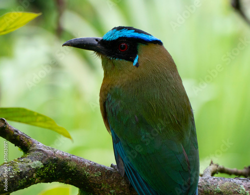 El momoto serrano3​ (Momotus aequatorialis), también denominado momoto corona azul, burgo montañés, barranquero, soledad o barranquillo de montaña (en Colombia) o relojero montañés (en Perú),4​ es una photo