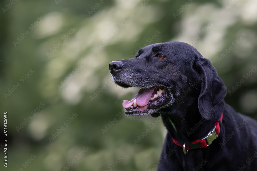 are labrador retrievers outdoor dogs