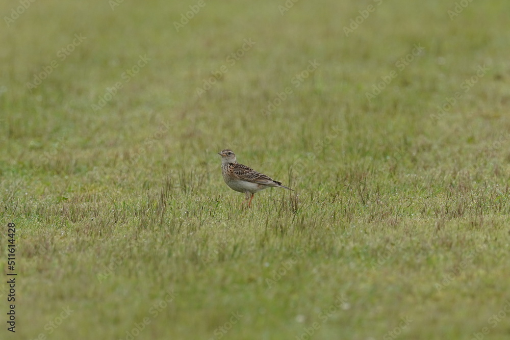 eurasian skylark in a field eurasian skylark in a field