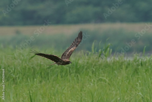 black kite in a field