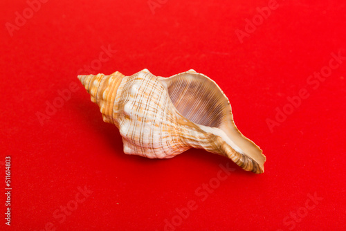 Beach seashells on colored background. Mock up with copy space