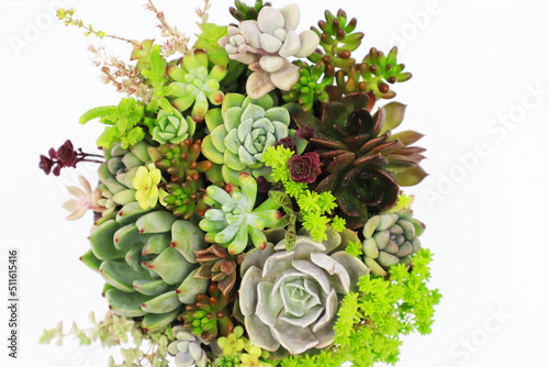 多肉植物の寄せ植え