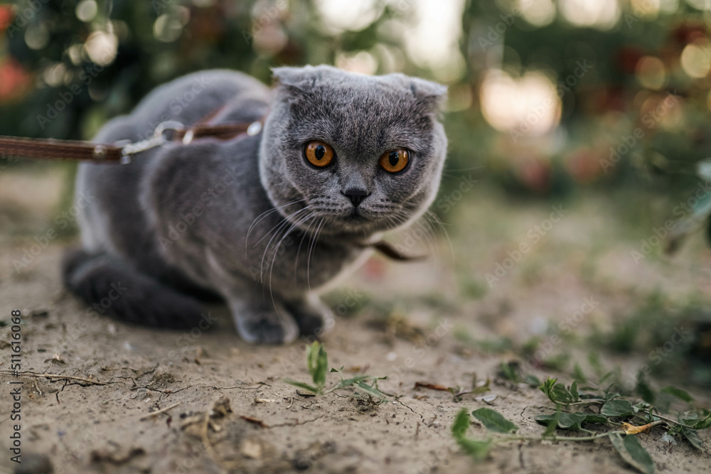 Serious scared Grey Scottish-fold shorthair fluffy cat on leash with orange eyes walking on green grass in evening sunlight. Warm photo toning. Pets care. World cat day.  Walk the cat in park, garden