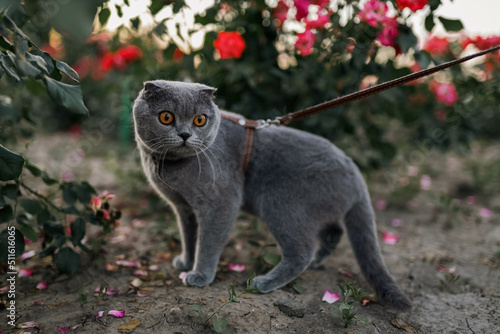 Serious scared Grey Scottish-fold shorthair fluffy cat on leash with orange eyes walking on green grass in evening sunlight. Warm photo toning. Pets care. World cat day.  Walk the cat in park  garden
