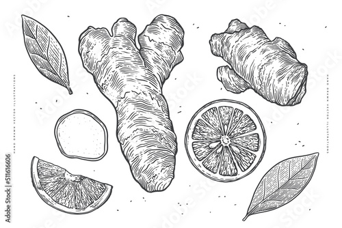 Ginger roots and lemon slices. Set of medicinal plants in the style of vintage engraving. Design element for cafes, markets and shops. Botanical vintage illustration for culinary or health products.