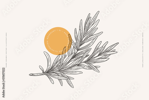 Rosemary branch on a light background isolated. Hand-drawn spicy herb for cooking. The concept of organic food. Vector illustration.