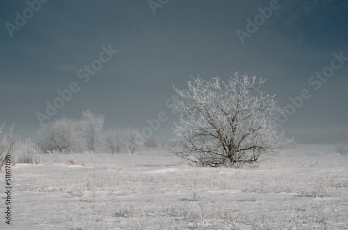 Wallpaper Mural A tree in a snow-covered field Torontodigital.ca