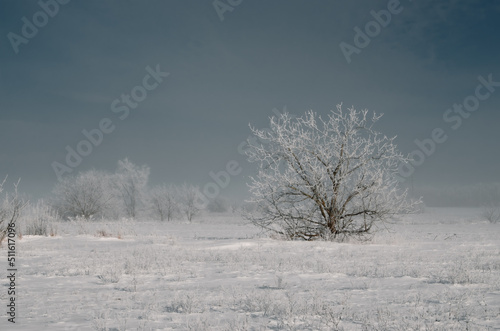 A tree in a snow-covered field
