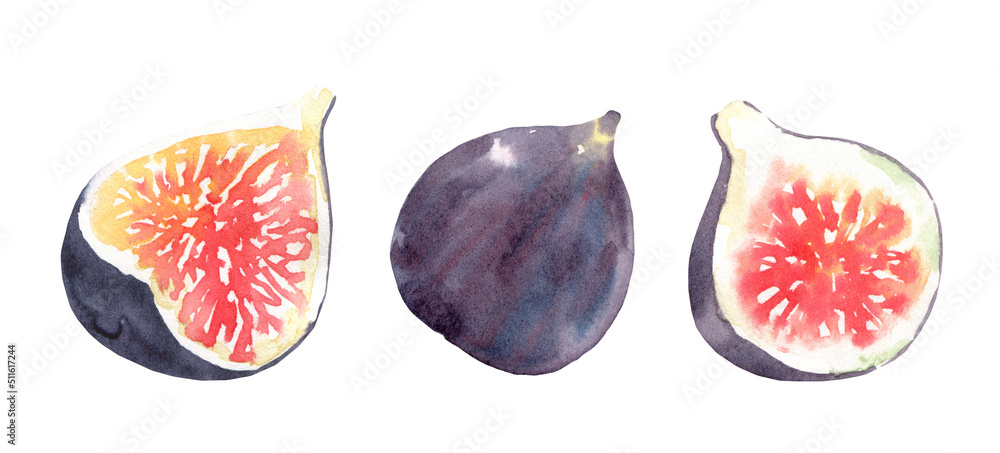 Watercolor autumn thanksgiving rustic fig single lfruit vegetable element isolated.Fall rustic flowers for wedding stationery, nursery decor, thanksgiving card, save the date, baby shower, diy element Watercolor autumn thanksgiving rustic fig single lfruit vegetable element isolated.Fall rustic flowers for wedding stationery, nursery decor, thanksgiving card, save the date, baby shower, diy element