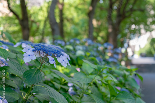 Wallpaper Mural 東京都新宿区西新宿の公園に咲くたくさんの紫陽花 Torontodigital.ca