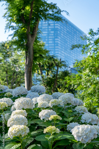 Wallpaper Mural 東京都新宿区西新宿の公園に咲くたくさんの紫陽花 Torontodigital.ca