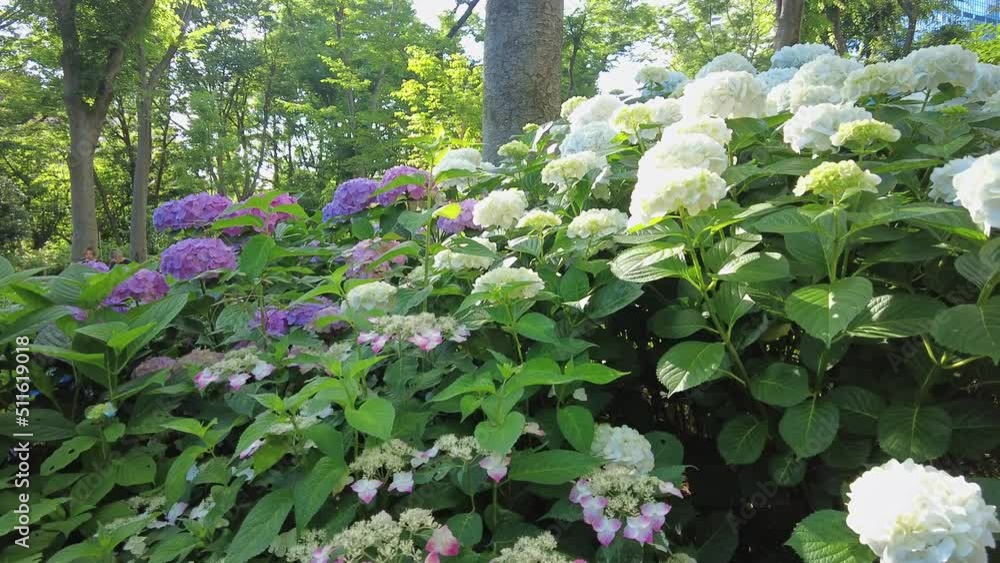 東京都新宿区西新宿の公園に咲くたくさんの紫陽花 東京都新宿区西新宿の公園に咲くたくさんの紫陽花