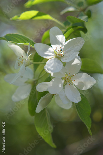 White apple blossoms