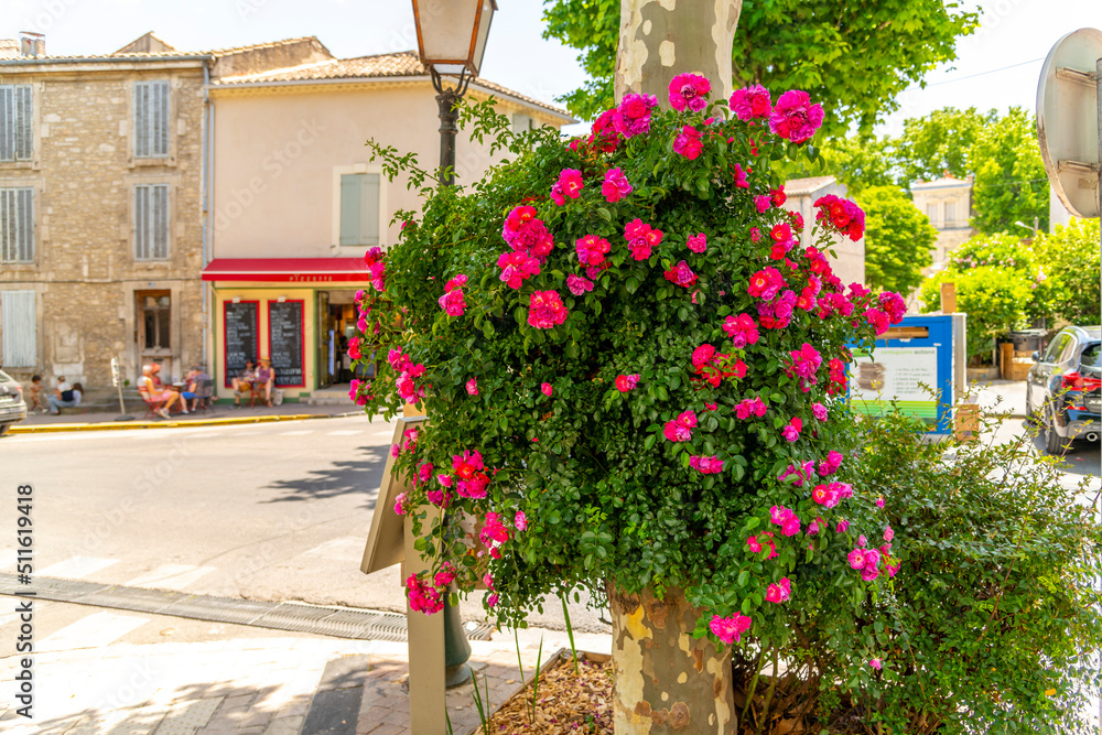 A colorful pink flowering plant at a corner intersection in the Provencal town of Saint-Remy-de-Provence, France.