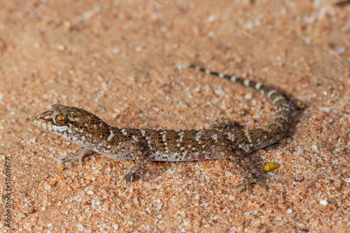 Prickly or Bynoe's Gecko (Heteronotia binoei)