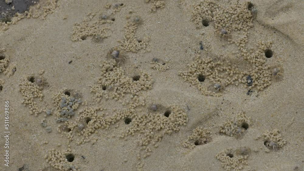 Top view over group of Ocypode or Ghost crab move in and out of holes on the sand. Top view over group of Ocypode or Ghost crab move in and out of holes on the sand.