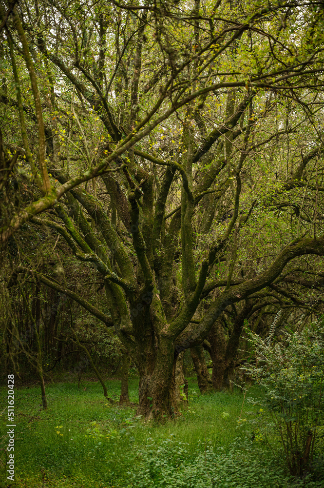 trees in the forest