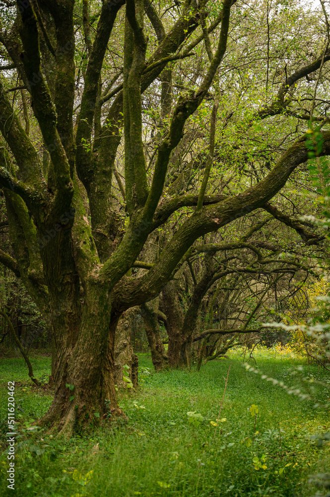 trees in the forest