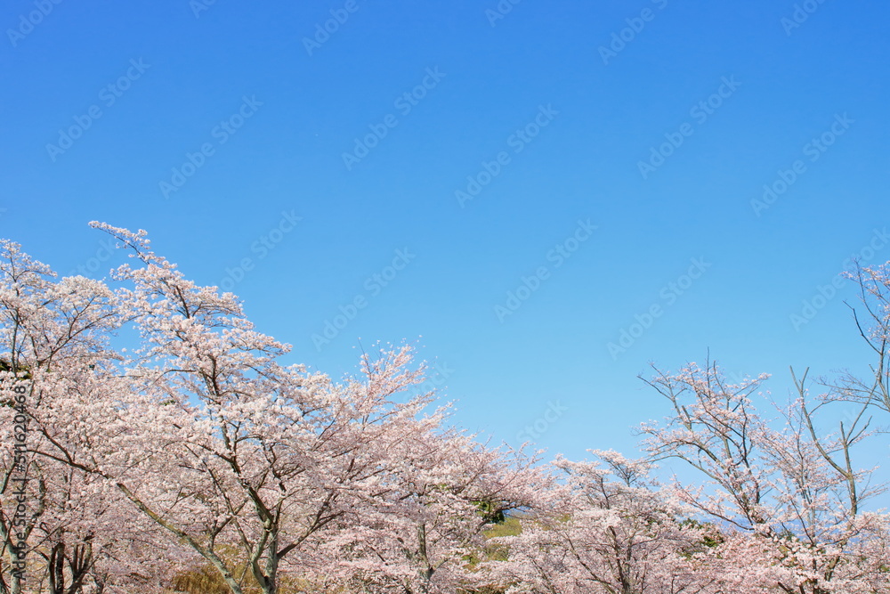 青空と桜