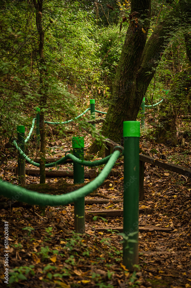 camino en el bosque