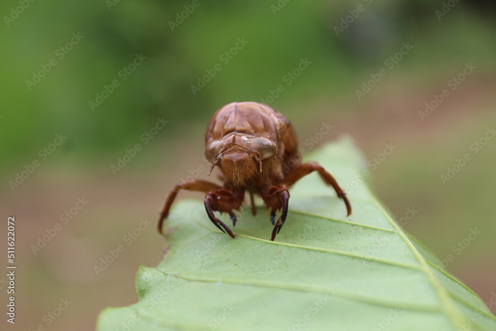 the outer skin of the cricket that perches on the leaf the outer skin of the cricket that perches on the leaf