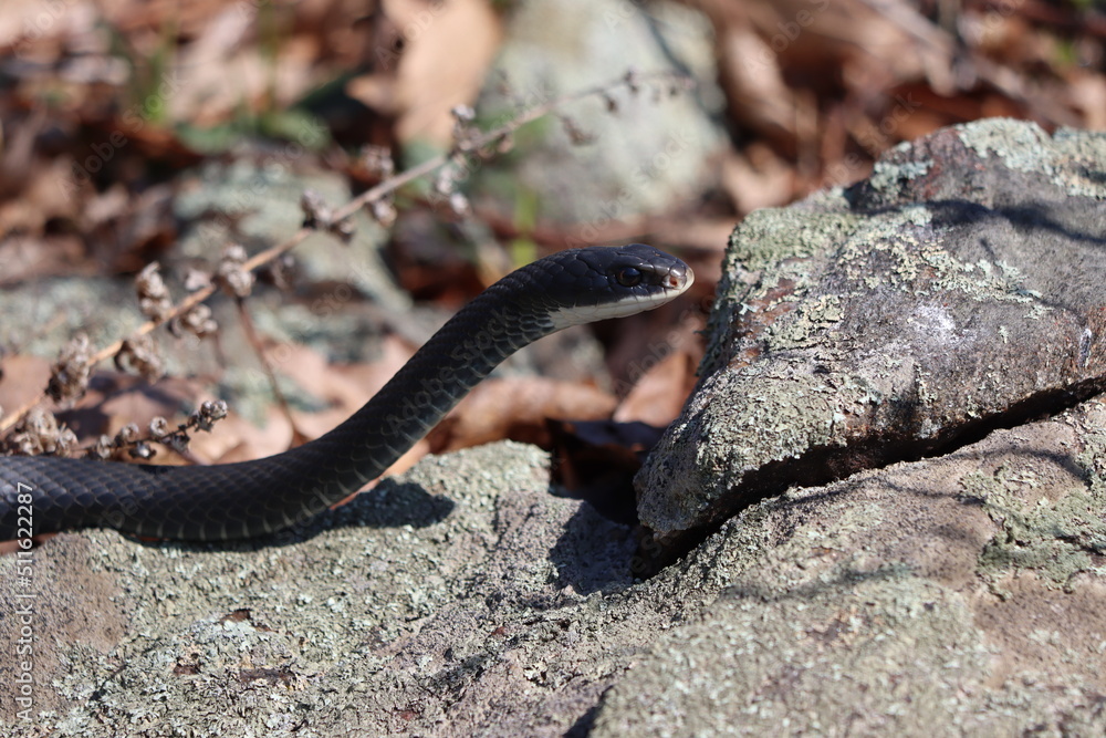 Obraz premium An eastern rat snake on rocks in northern Westchester County, New York
