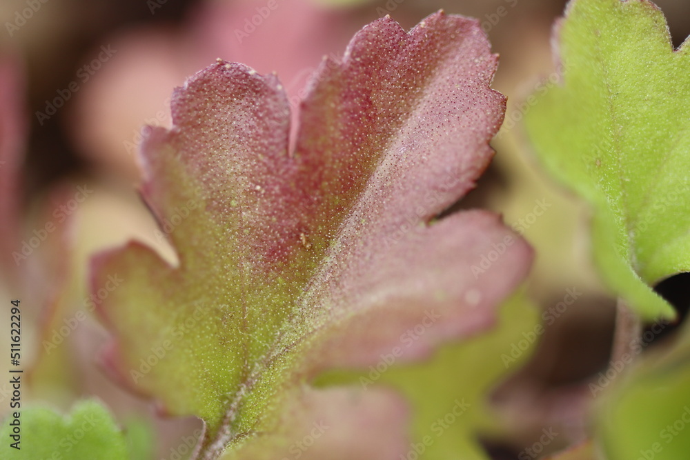 Macro closeup of a red and green leaf Macro closeup of a red and green leaf