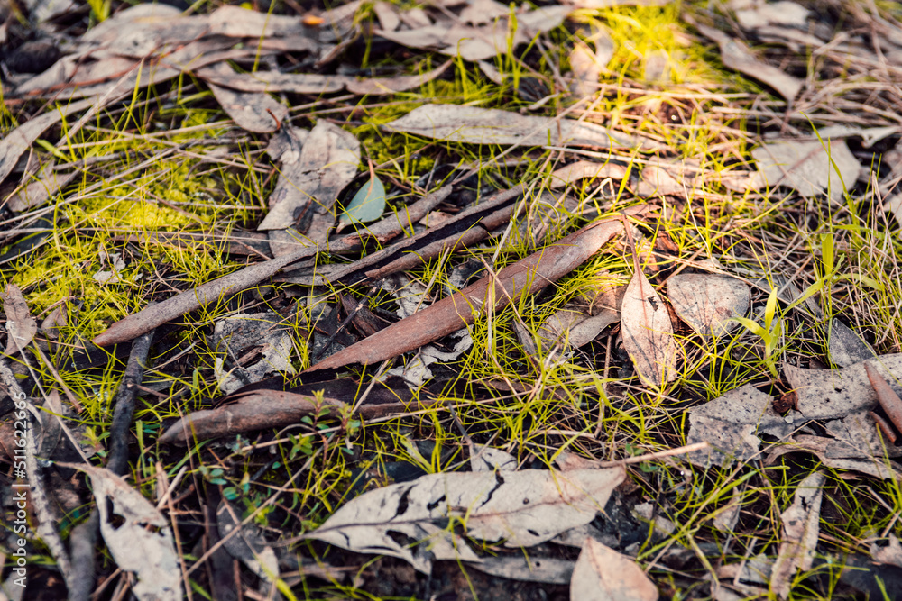 grass covered in bark and leaves grass covered in bark and leaves