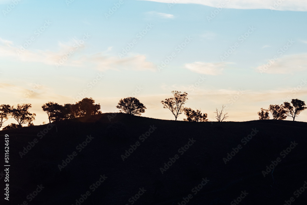 tree silhouette on hill at sunset