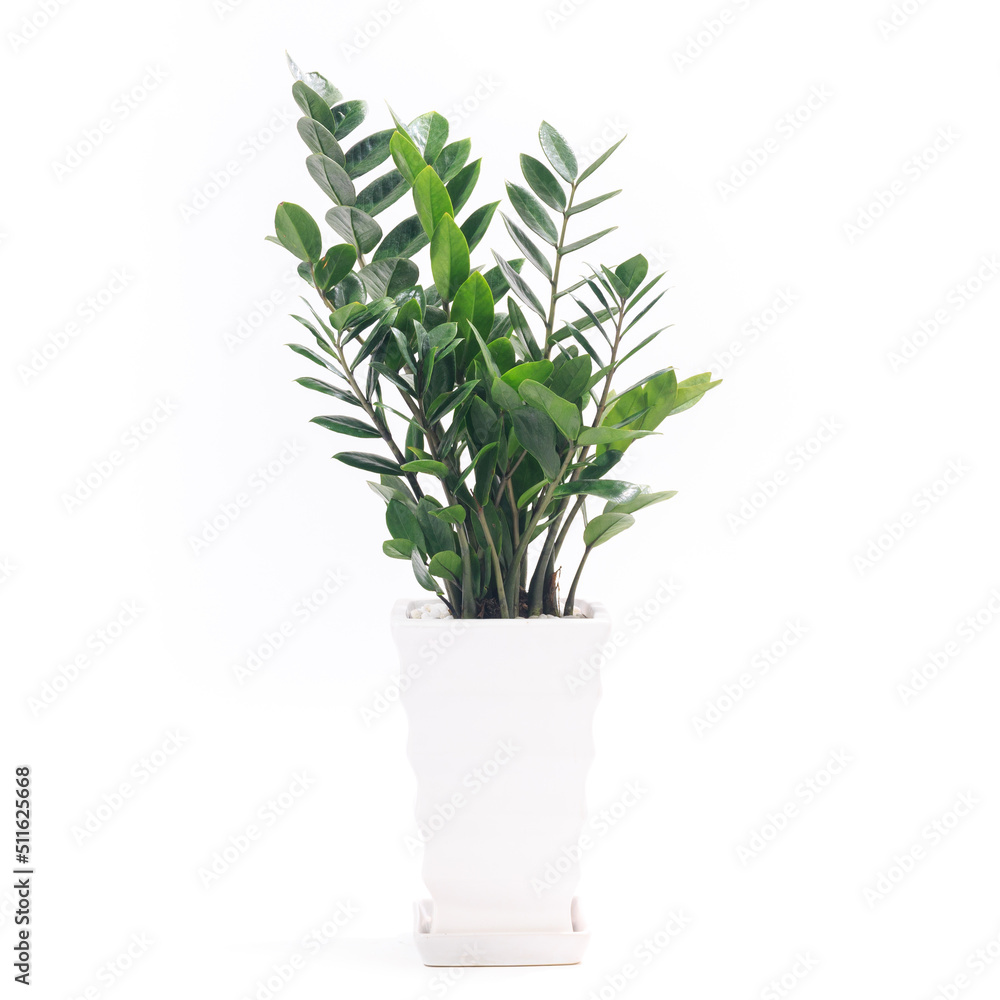 観葉植物、ザミオクルカス・ザミーフォリアの鉢植え【白背景】 観葉植物、ザミオクルカス・ザミーフォリアの鉢植え【白背景】