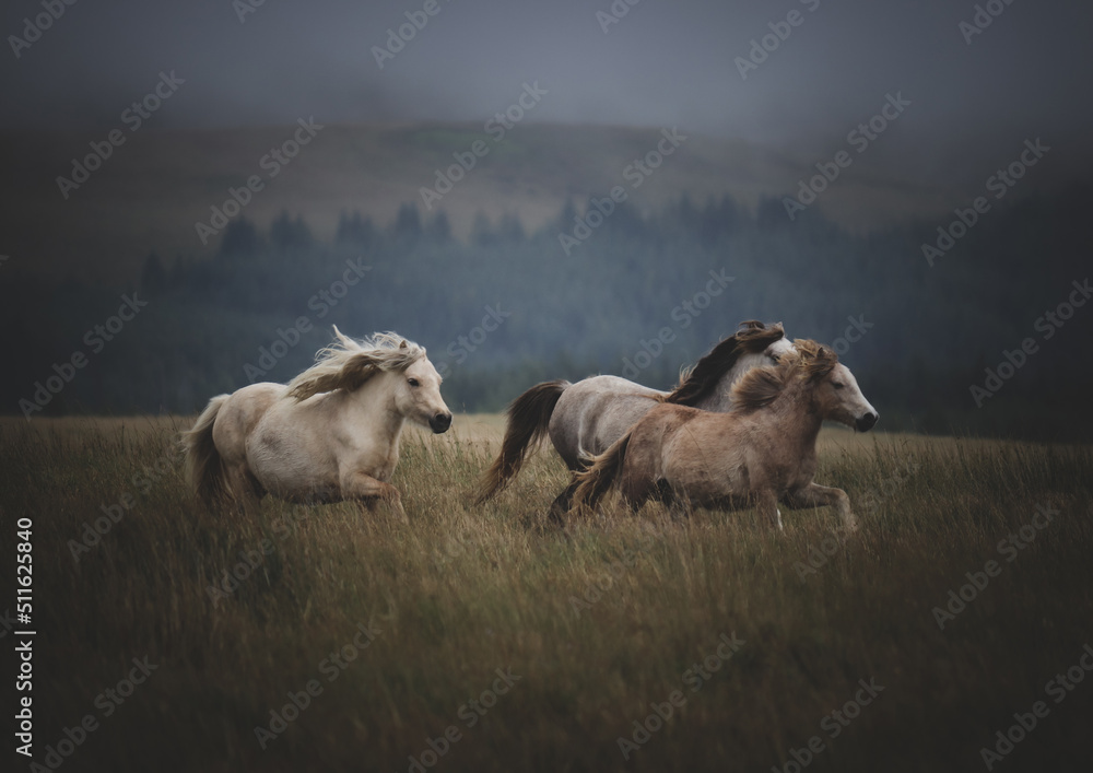 Obraz premium Wild Welsh Mountain Ponies - Brecon Beacon National Park, Wales